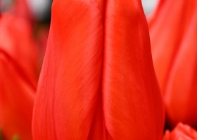 Tulipa Lalibela (4)